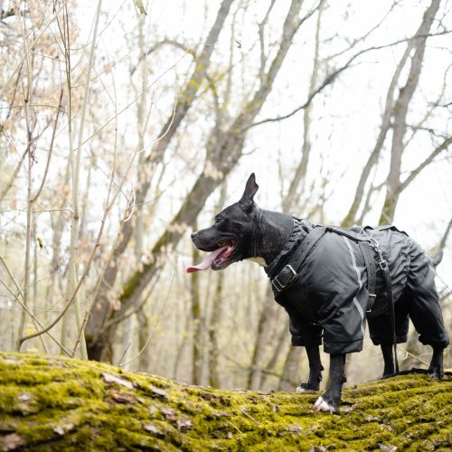 A dog wearing dog waterproof coat clothes. Taking care of pets and active lifestyle concept