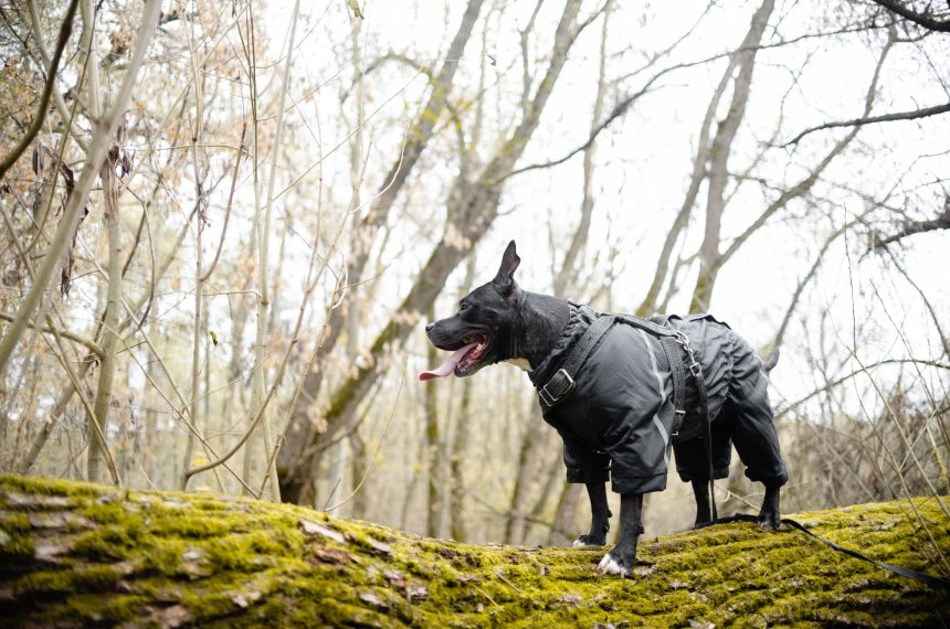 A dog wearing dog waterproof coat clothes. Taking care of pets and active lifestyle concept