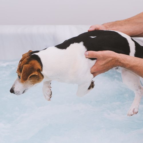 Adorable dog puppy is afraid to bathe in bubble bath. Pet care and health concept