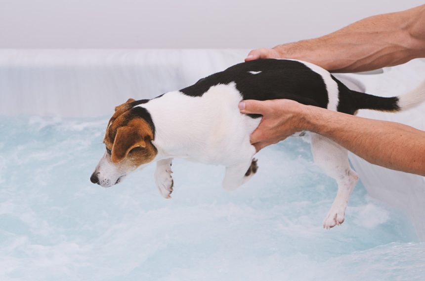 Adorable dog puppy is afraid to bathe in bubble bath. Pet care and health concept