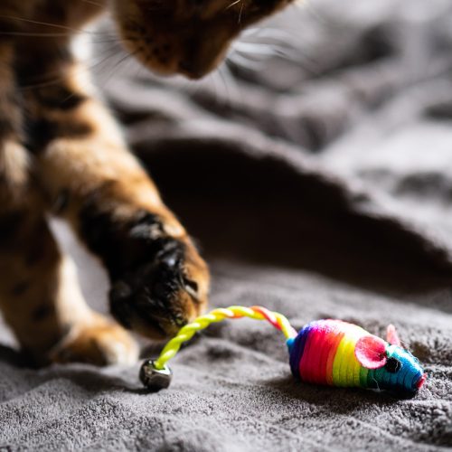 Cute Bengal Cat Plays with Rainbow Toy Mouse.