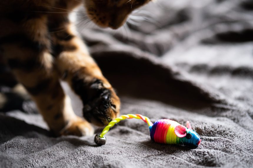 Cute Bengal Cat Plays with Rainbow Toy Mouse.