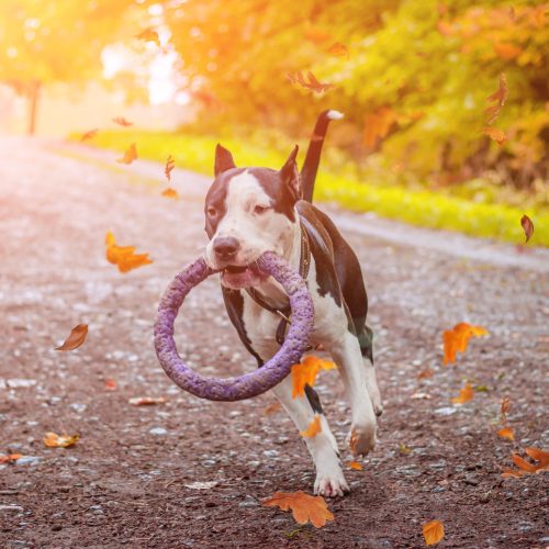 Dog on the move with toy