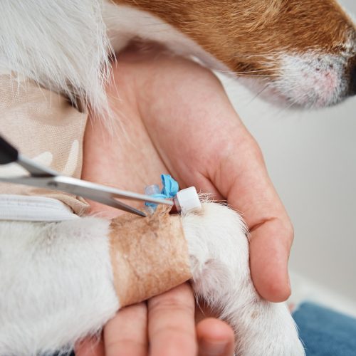 Dog with a bandaged catheter on his paw. Pet care