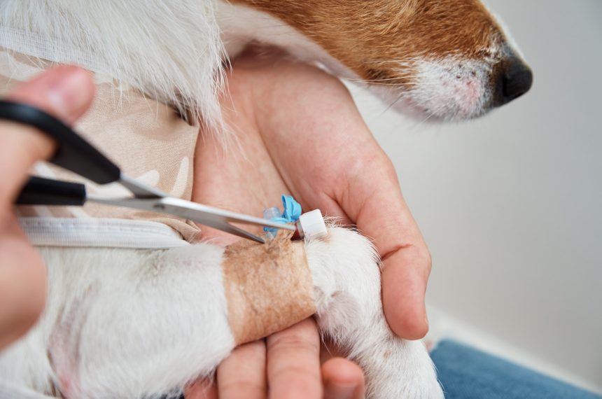 Dog with a bandaged catheter on his paw. Pet care