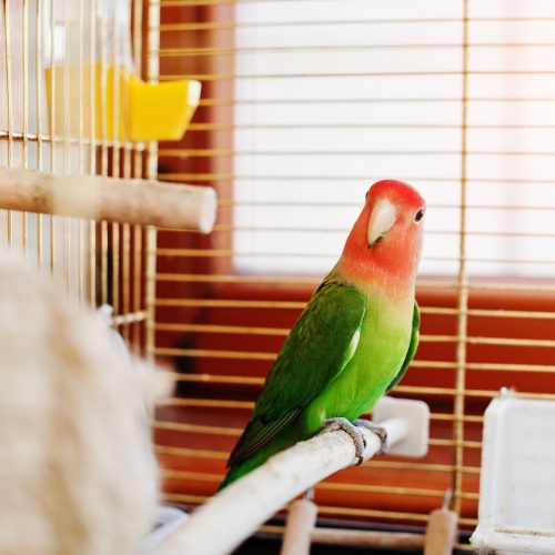 Funny lovebird parrot at large cage on rooom with sunshine.