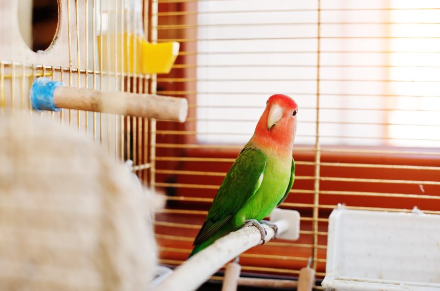 Funny lovebird parrot at large cage on rooom with sunshine.