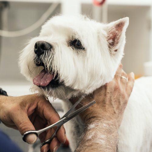 Grooming a little dog.