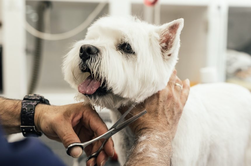 Grooming a little dog.