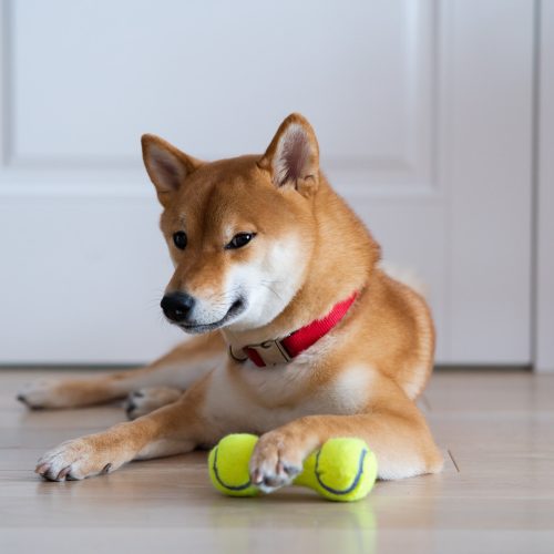 happy calm Shiba inu dog lying on wooden floor with dog toy