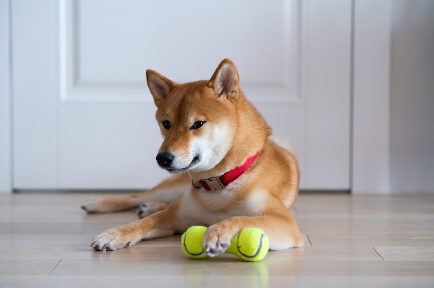 happy calm Shiba inu dog lying on wooden floor with dog toy