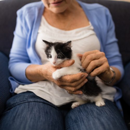 Midsection of senior woman stroking kitten while sitting on armchair