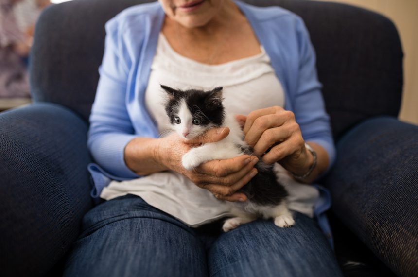 Midsection of senior woman stroking kitten while sitting on armchair