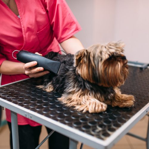 Pet groomer with haircut machine, dog hairstyle