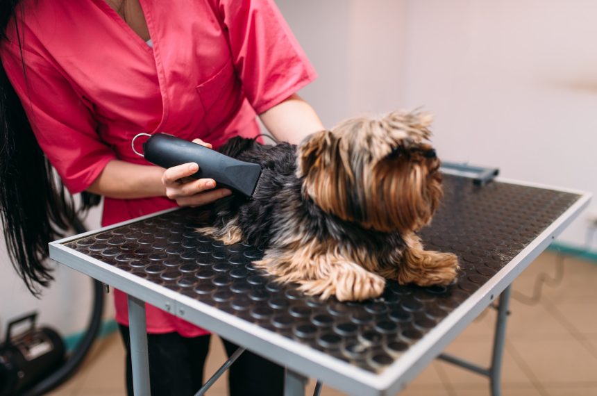 Pet groomer with haircut machine, dog hairstyle