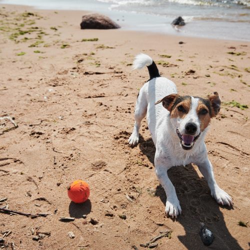 Sweet dog play with orange ball toy on the beach