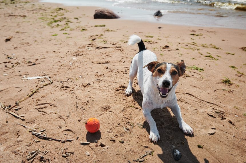 Sweet dog play with orange ball toy on the beach