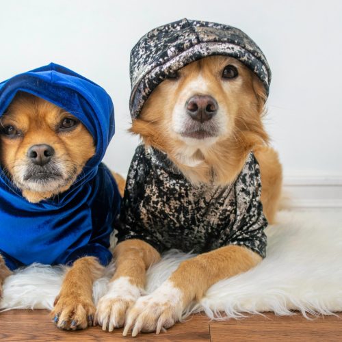 Two cute dogs lying down wearing blue and silver hoodies on white background