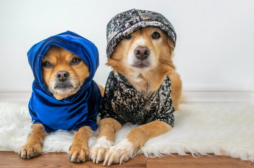 Two cute dogs lying down wearing blue and silver hoodies on white background