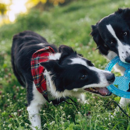 two dogs playing with a toy together in nature