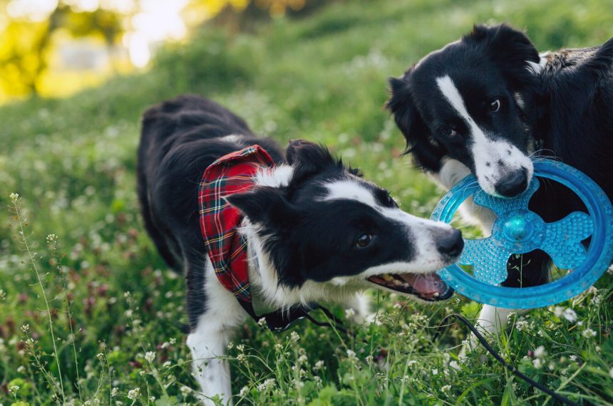 two dogs playing with a toy together in nature