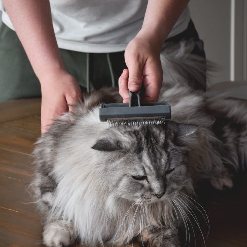 Young man grooming grey fluffy cat with a brush at home