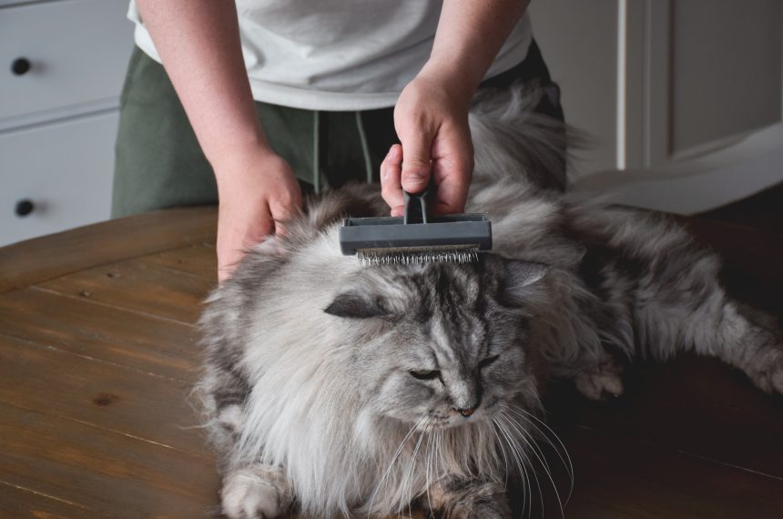 Young man grooming grey fluffy cat with a brush at home