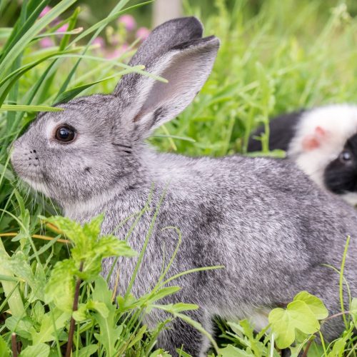 A rabbit and a guinea pig in grass Description automatically generated with medium confidence