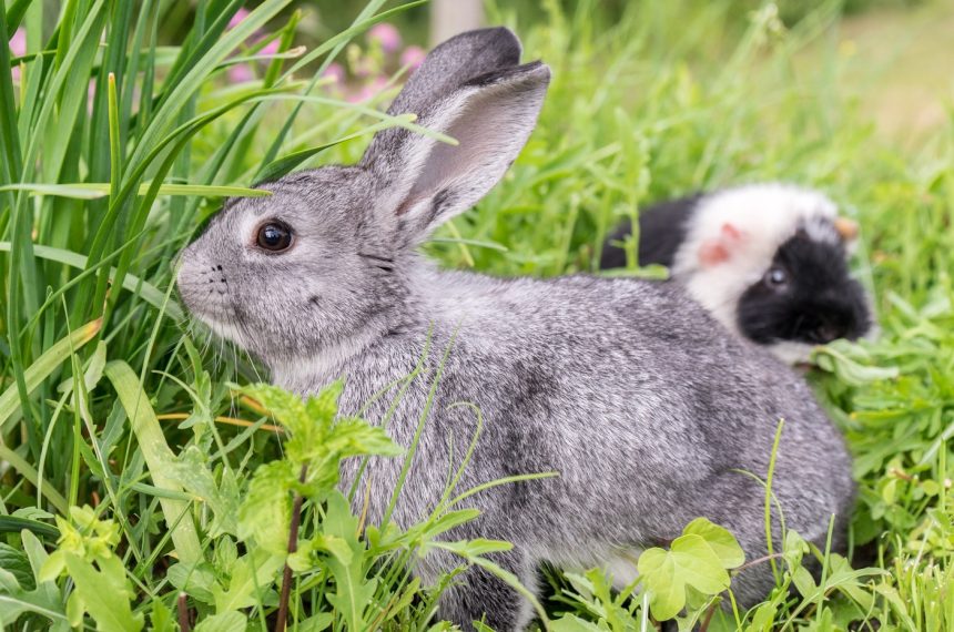 A rabbit and a guinea pig in grass Description automatically generated with medium confidence